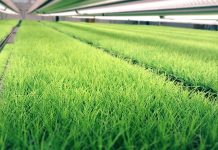 Almi Invest investerar i Plantvation som gör skogsodlingen hållbar